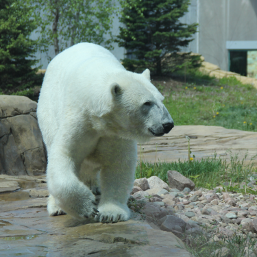 KC Zoo Polar Bear