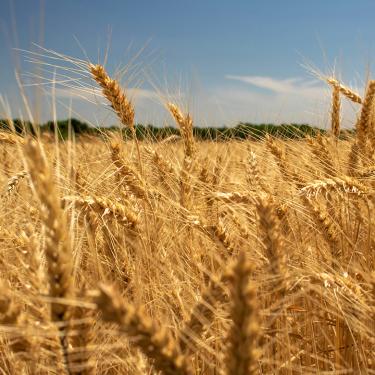 Photo of wheat field under blue sky
